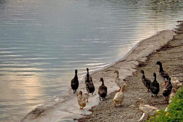Ducks
