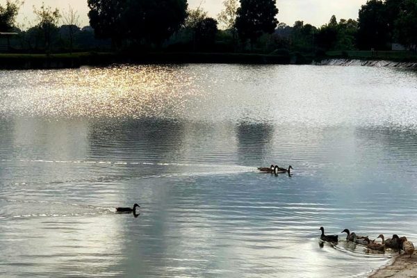 Ducks in lake
