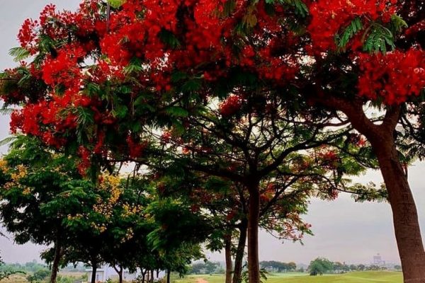 Gulmohar series