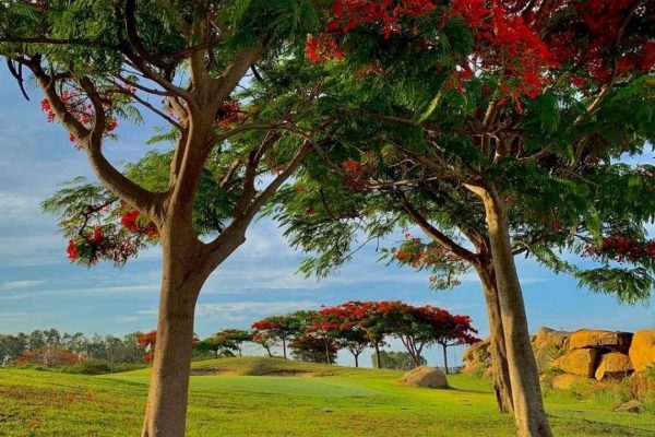 Gulmohar trees