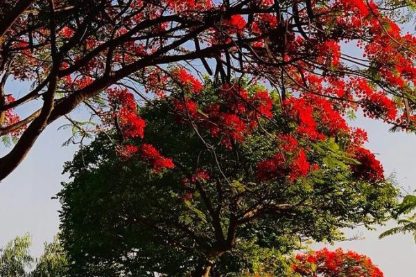 Zion gulmohar season