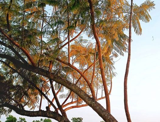 old and new leaves